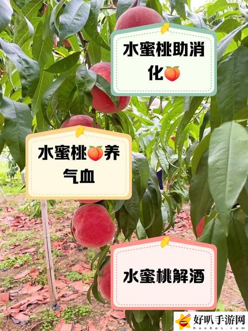 美丽的水蜜桃2最经典的一句